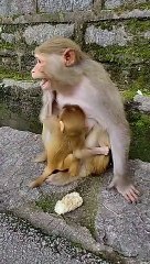 Don't know why, it's fighting again