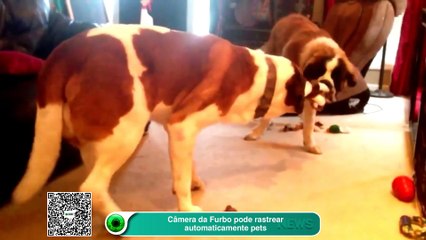 Câmera permite interagir com pets que estão sozinhos em casa