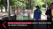 Viral Pengunjung Ditarik Orangutan, Kebun Binatang Buka Suara: Lewati Batas, Tanpa Izin Buat Video