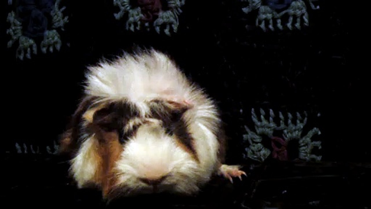 CAVIA PORCELLUS DAVID 102_8598
