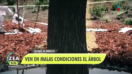 Capitalinos ven en malas condiciones el ahuehuete de Paseo de la Reforma