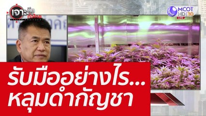 รับมืออย่างไร...หลุมดำกัญชา : เจาะลึกทั่วไทย (8 มิ.ย. 65)