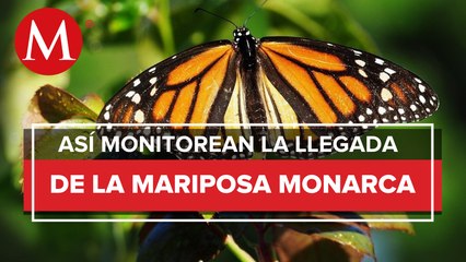 Migración de mariposas Monarca en México aumenta en 2022