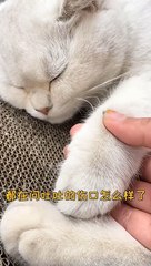 Lovely Cats, Cute and Funny Cat Videos Compilation , Cutest Animals  (5)