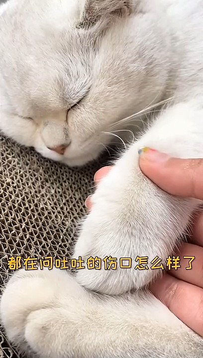 Lovely Cats, Cute and Funny Cat Videos Compilation , Cutest Animals  (5)