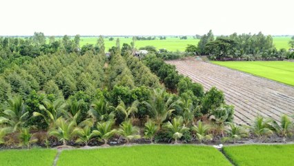 NHÀ HAI LÚA | CÂY SẦU RIÊNG BÉN RỄ TRÊN ĐẤT PHÈN