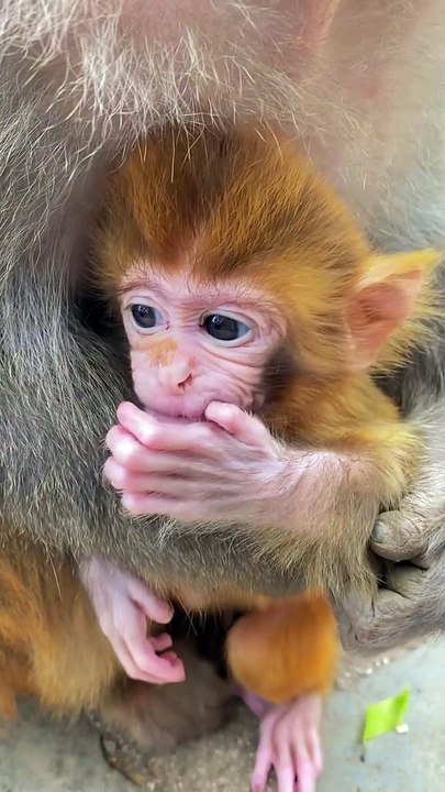Baby monkey cute animals 33