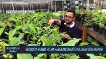 Budidaya Kunyit Hitam Hasilkan Omsate Puluhan Juta Rupiah