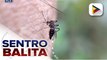 Dengue cases sa Cagayan, Isabela, at Nueva Vizcaya, lagpas na sa epidemic threshold