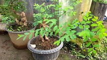 Kumpulan Bonsai ileng ileng terbaru Indonesia