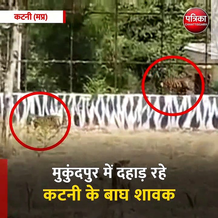 कटनी (मप्र): मुकुंदपुर में दहाड़ रहे कटनी के बा...