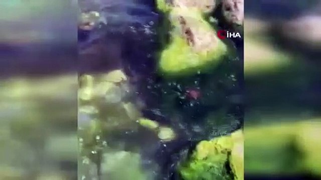 İstanbul'da Marmara Denizi'nde ‘Pusula Deniz Anası' tehlikesi