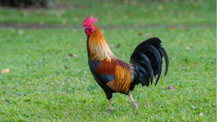 Avant d'être consommés pour leur chaire les poulets étaient des animaux de compagnie