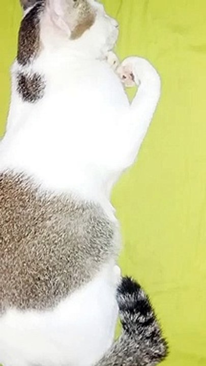 NonetBleo #sleepycat #shorts #shortsvideo #catbeingCATS