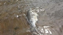 Ömerli Barajındaki balık popülasyonu, kaçak avlanma tehlikesiyle karşı karşıya