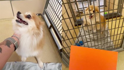 'Adorable dog is on cloud nine after receiving her 'Adopted! Please Hold' sign '