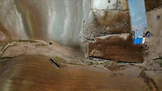 Tiftiğiyle meşhur Ankara keçisinin oğlakları merayla buluştu