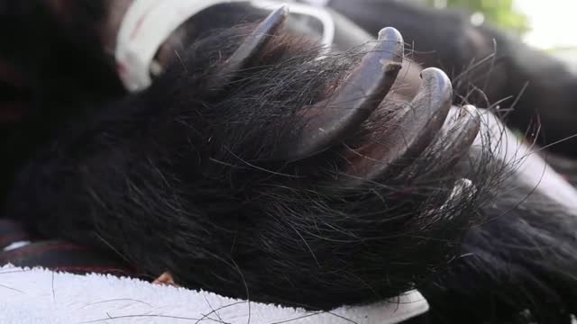 Rescatan a 12 tigres y dos osos abandonados en un zoo tailandés