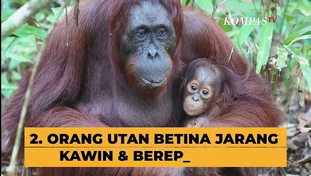Orang Utan Hewan yang Suka Menyerang? Cek Dulu 5 Fakta Penting Mengenai Orang Utan Berikut Ini