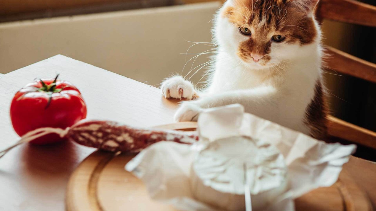 Katzen & Käse: Dürfen die Vierbeiner die Leckereien essen?