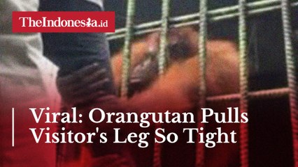Viral: Orangutan Pulls Visitor's Leg So Tight
