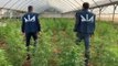 Traffico di droga e armi: 11 arresti in Puglia (08.06.22)
