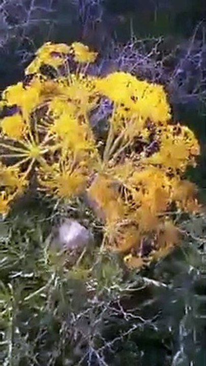 Ait bou Ali tidili massfioua Marrakech Maroc