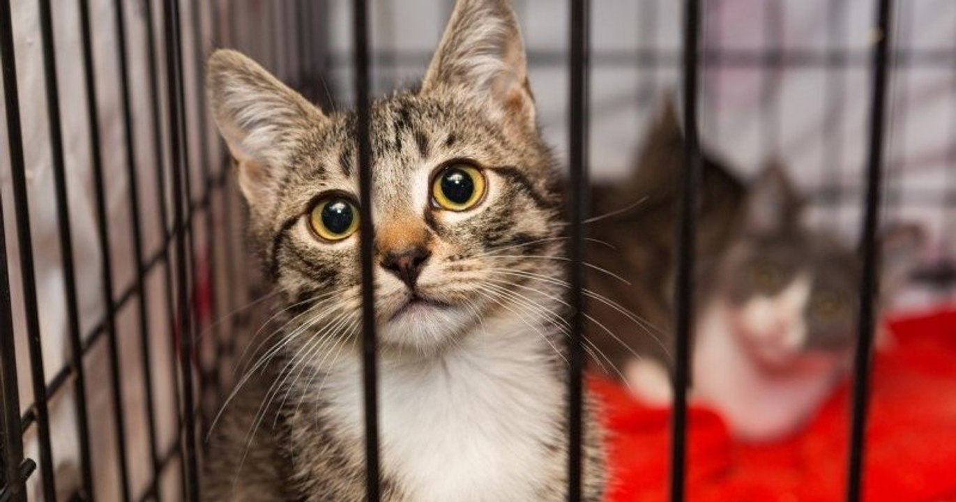 New York : un projet de loi a été adopté pour interdire la vente de chiens, chats et lapins dans les animaleries