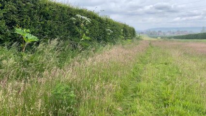 Giant hogweed warning for walkers
