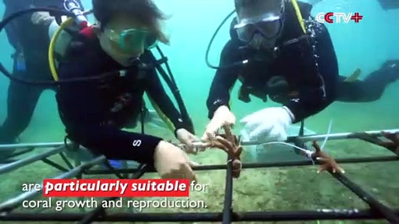 Hainan Conservation Groups Create Artificial Coral Reefs to Help Restore Marine Environment
