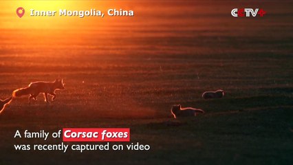 Playful Corsac Fox Cubs Captured on Video in Inner Mongolia