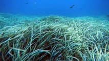 Contaminación y cambio climático como telón de fondo en el Día Mundial de los Océanos