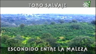 Toro novillo salvaje escondido entre la maleza de la Sierra de Huelva  _ Toros desde Andalucía-(480p)