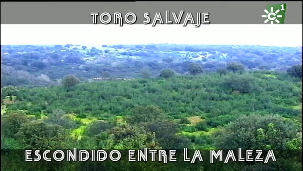 Toro novillo salvaje escondido entre la maleza de la Sierra de Huelva  _ Toros desde Andalucía-(480p)