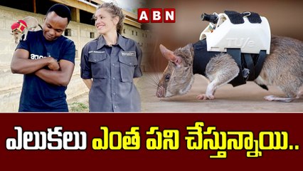 ఎలుకలు ఎంత పని చేస్తున్నాయి..  || Rats Rescue In EarthQuakes || ABN Digital
