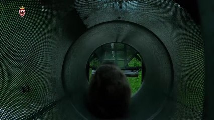 Liberato giovane orso dopo investimento