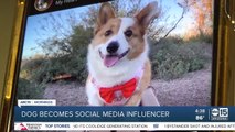 Valley dog becomes social media influencer