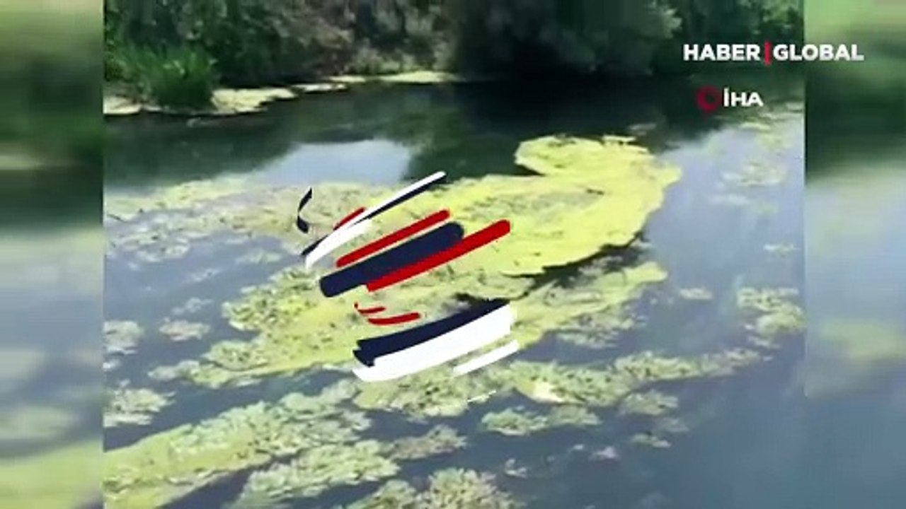 Antalya'da görüntülendi! Nesli tükenme tehlikesiyle karşı karşıya