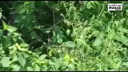 முட் புதருக்குள் பாம்பு போட்ட டான்ஸ்; வைரல் காணொளி
