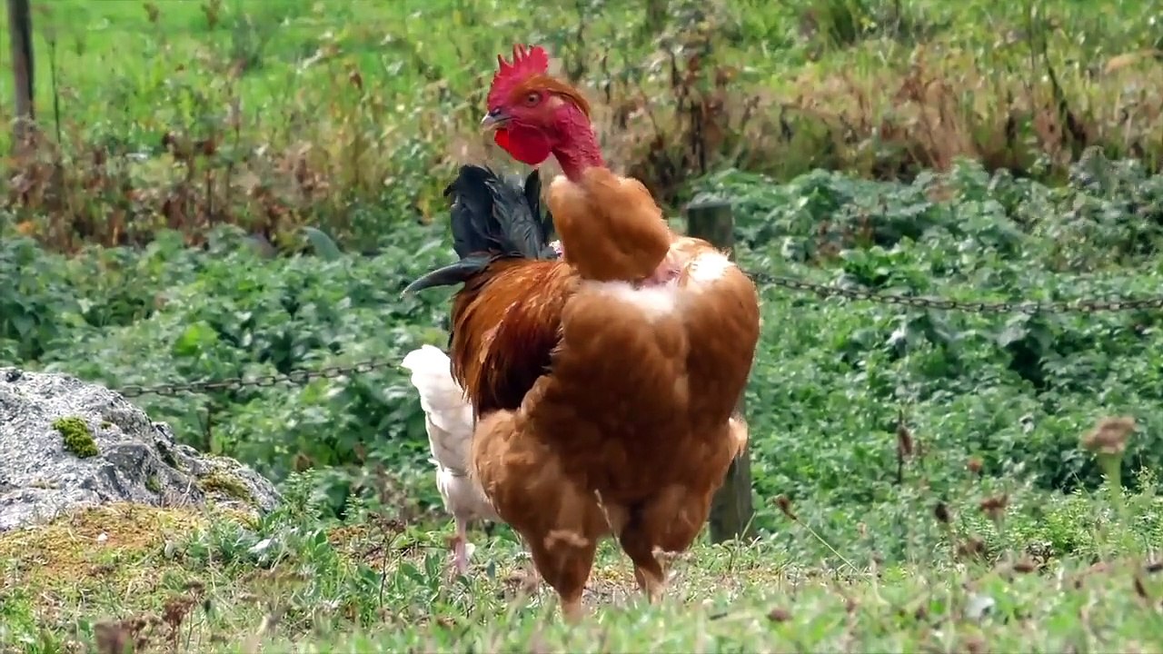 Test KTM 790 Duke  Pur jus d'orange !