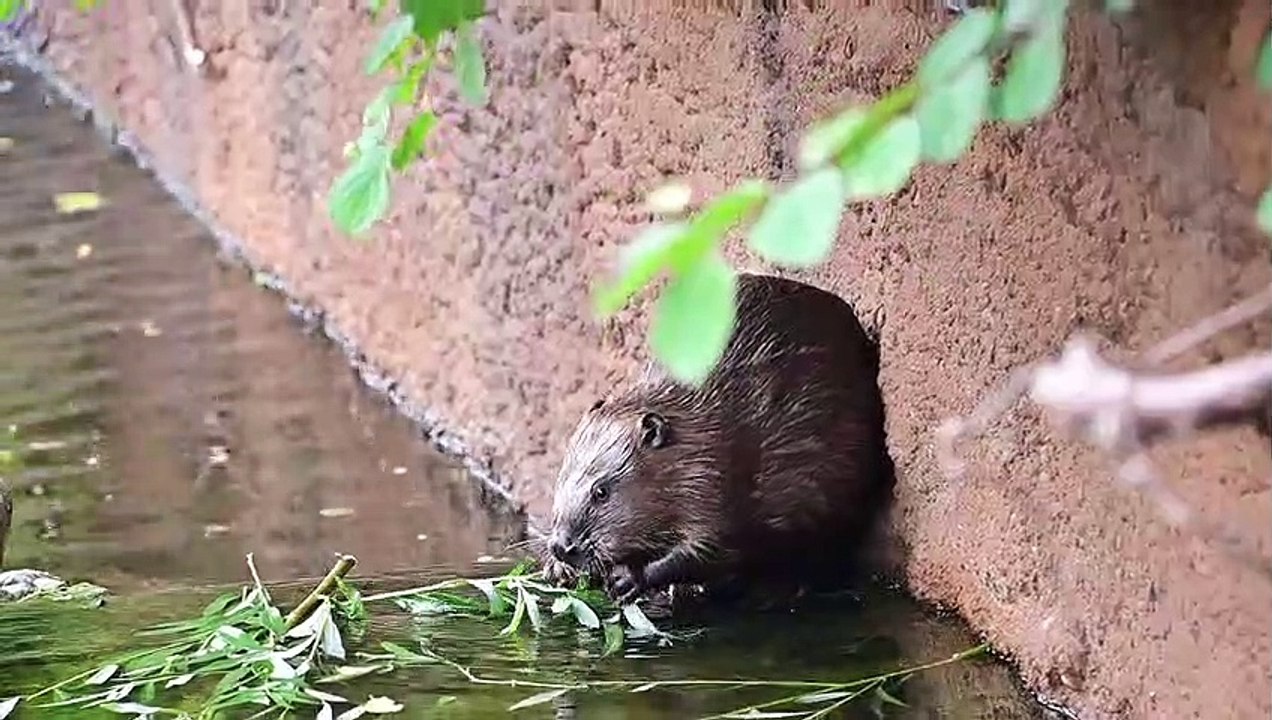 Biberalltag im Alpenzoo