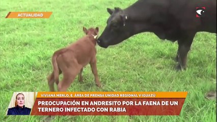 Preocupación en Andresito por la faena de un ternero infectado con rabia
