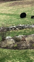 Mama Black Bear With Her Playful Cubs