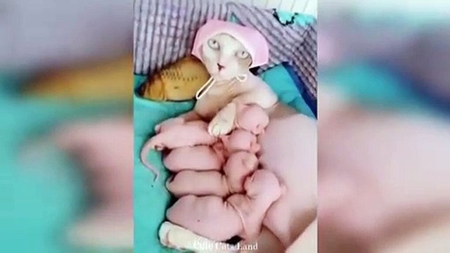 How Well Mother Cats Take Of Their Kittens? | Cute Cats Land | Black piggy