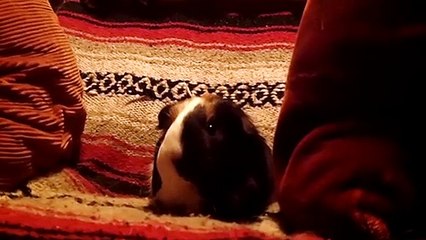 CAVIA PORCELLUS TURMERIC 102_5268