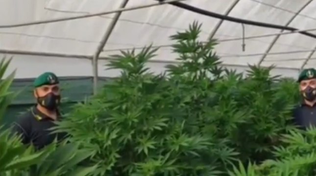 Lamezia Terme (CZ) - Sequestrata piantagione di marijuana in contrada Fialà (08.06.21)