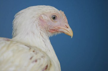 First Human Case of H10N3 Bird Flu Reported in China