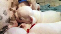 Newborn French Bulldog Puppies Fighting To Breastfeed