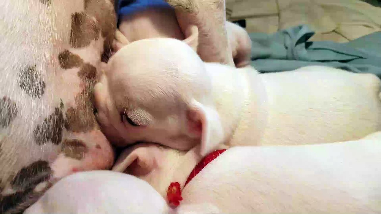Newborn French Bulldog Puppies Fighting To Breastfeed