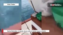 Santa Marinella, lo squalo sbuca sotto la barca: paura a bordo